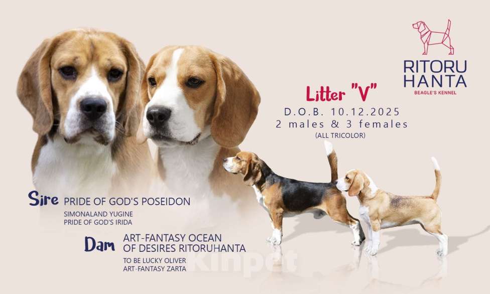 Собаки в Сочи: Щенки бигля Разнополые, 50 000 руб. - фото 1