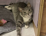 Кошки в Санкт-Петербурге: Кошка из приюта в добрые руки Девочка, Бесплатно - фото 4