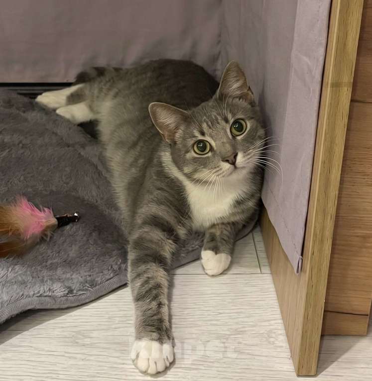 Кошки в Санкт-Петербурге: Кошка из приюта в добрые руки Девочка, Бесплатно - фото 4