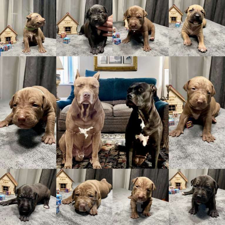 Собаки в других городах Московской области: Щенки питбультерьеры Девочка, 50 000 руб. - фото 4