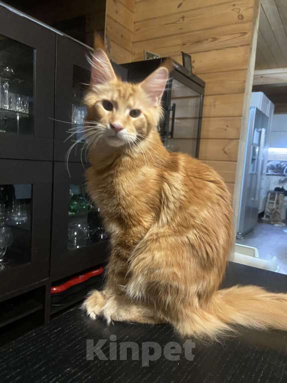 Кошки в Москве: Мейн-кун котенок мальчик крупный  Мальчик, 120 000 руб. - фото 2