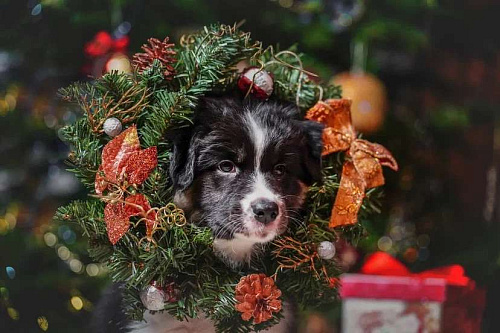 Австралийская овчарка/аусси щенок