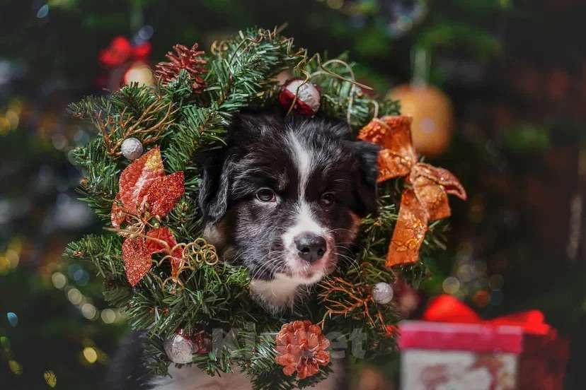 Собаки в Воронеже: Австралийская овчарка/аусси щенок Девочка, 60 000 руб. - фото 1