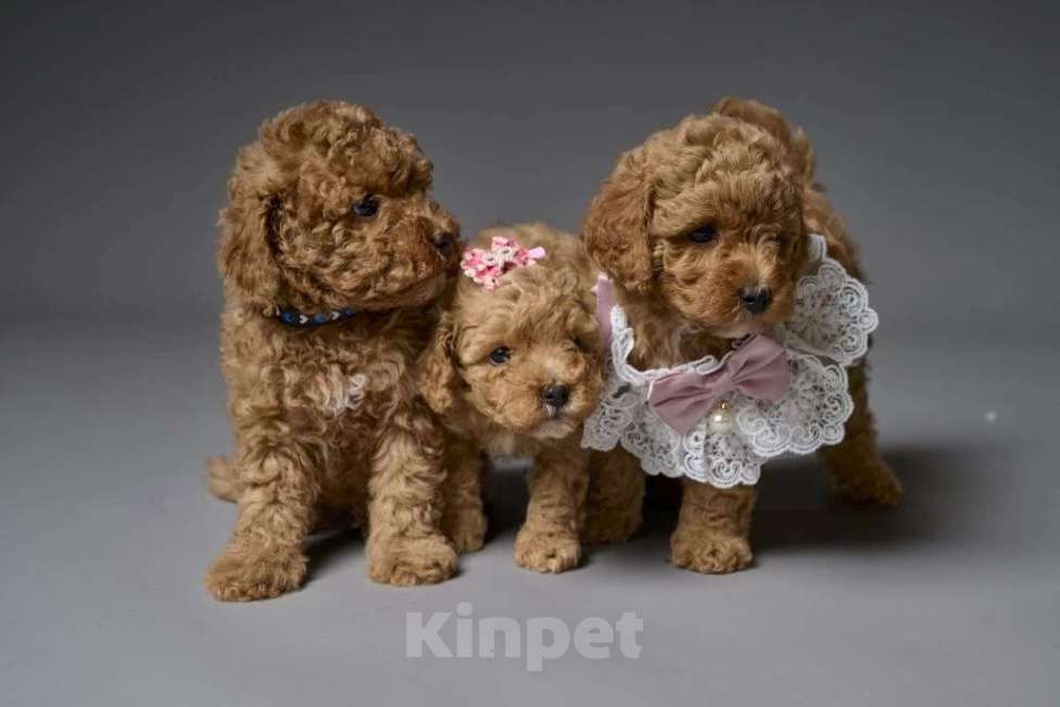 Собаки в Старом Купавне: Мальтипу Разнополые, Бесплатно - фото 3