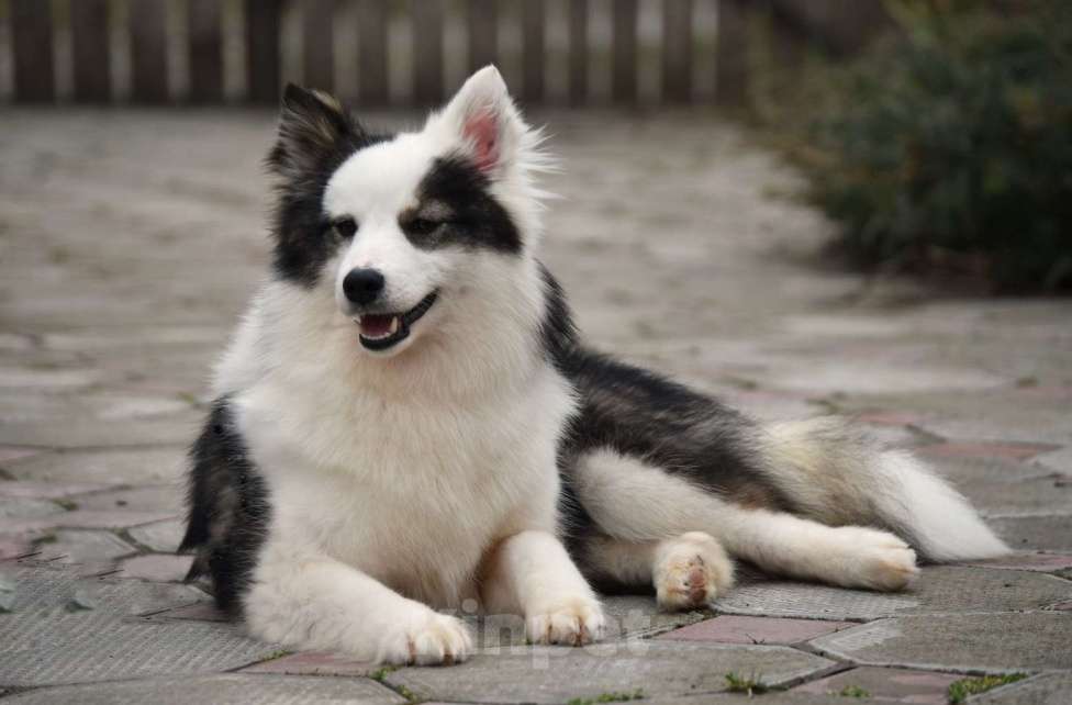 Собаки в Москве: Ненецкая оленегонная лайка. Сука Алекса. Девочка, 75 000 руб. - фото 8