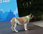 Собаки в Воронеже: Щенок французского бульдога Мальчик, 65 000 руб. - фото 9