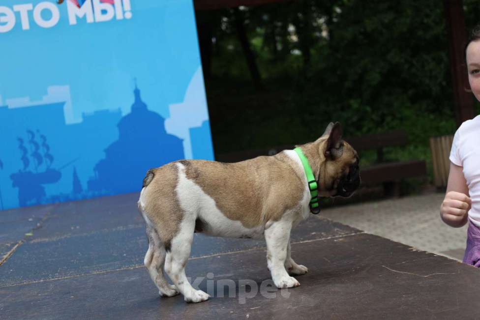 Собаки в Воронеже: Щенок французского бульдога Мальчик, 65 000 руб. - фото 9