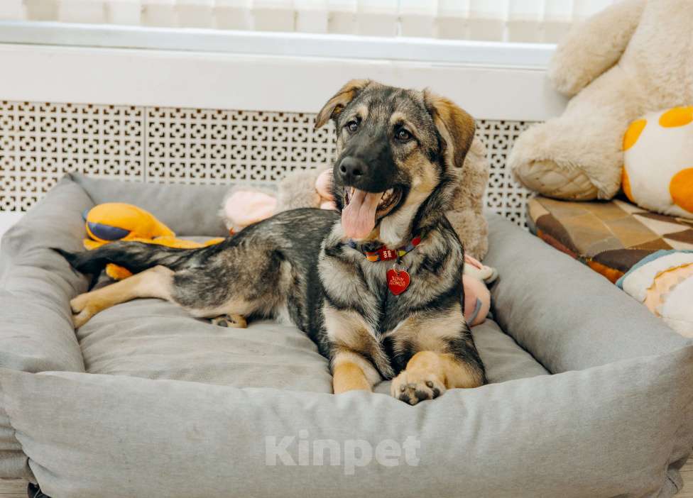 Собаки в Москве: Щенки бесплатно в Москве Мальчик, Бесплатно - фото 5