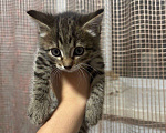 Кошки в Новокузнецке: Красивая кошечка  Девочка, Бесплатно - фото 2