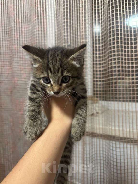 Кошки в Новокузнецке: Красивая кошечка  Девочка, Бесплатно - фото 2