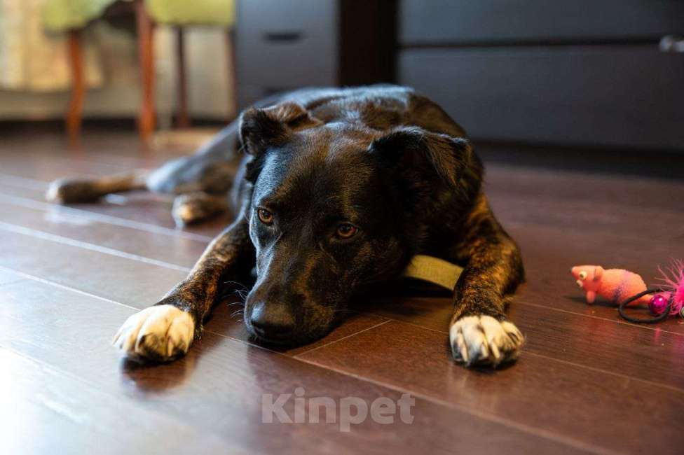 Собаки в Москве: Доверчивая собака Тильда в добрые руки Девочка, Бесплатно - фото 2