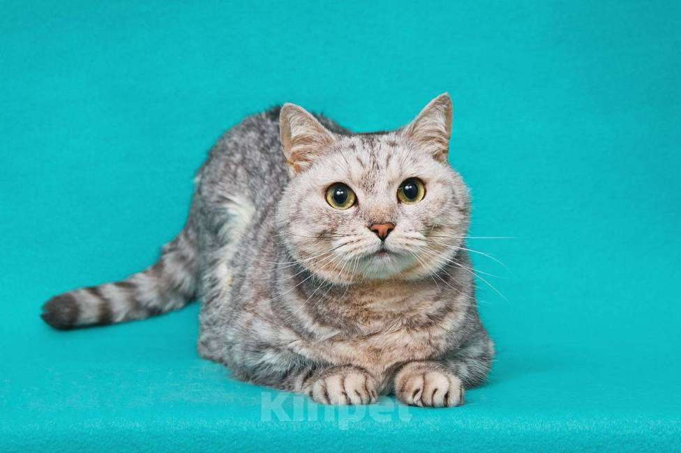 Кошки в Москве: Кошечка Молли в поисках замечательной семьи Девочка, 33 руб. - фото 1