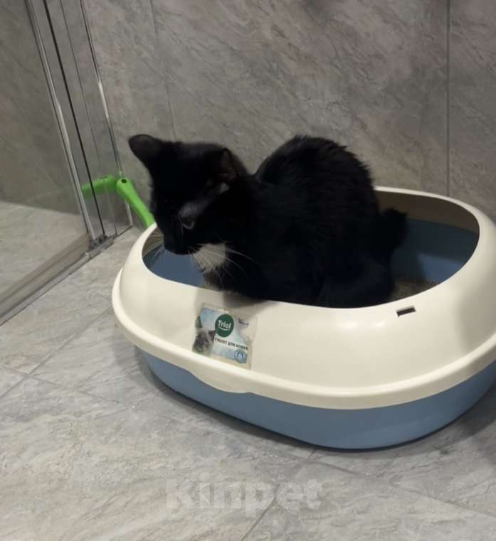 Кошки в Санкт-Петербурге: Котенок в добрые руки  Девочка, Бесплатно - фото 3