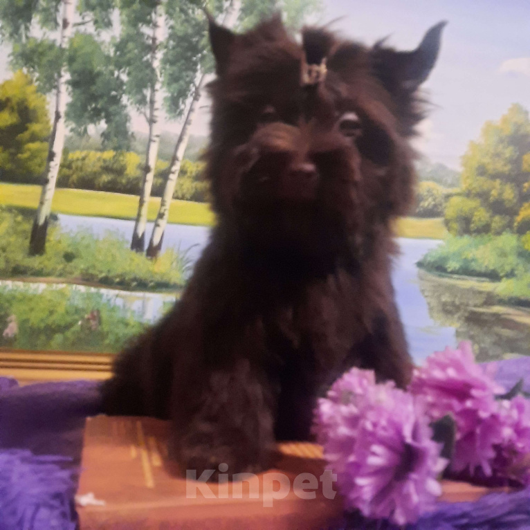 Собаки в Набережных Челнах: Трюфель Мальчик, 45 000 руб. - фото 4