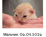 Кошки в Москве: Котята Девон-Рекс Мальчик, 40 000 руб. - фото 3