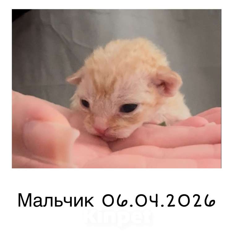 Кошки в Москве: Котята Девон-Рекс Мальчик, 40 000 руб. - фото 3