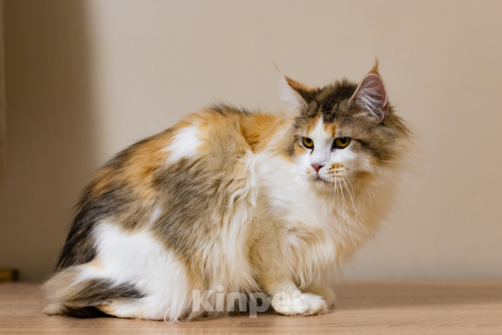 Кошки в Санкт-Петербурге: «Шоколадная» кошечка Девочка, 30 000 руб. - фото 5