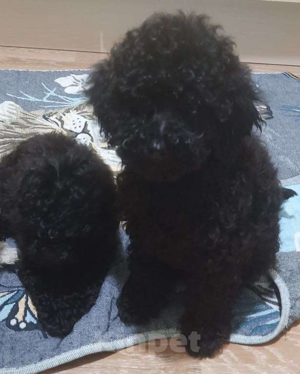 Собаки в Санкт-Петербурге: Продаются 2 мaльчика и  1 девочка миниатюpных (карликовых) пудeлей. Рoдились 27.01.2026г. Активные, Разнополые, Бесплатно - фото 4