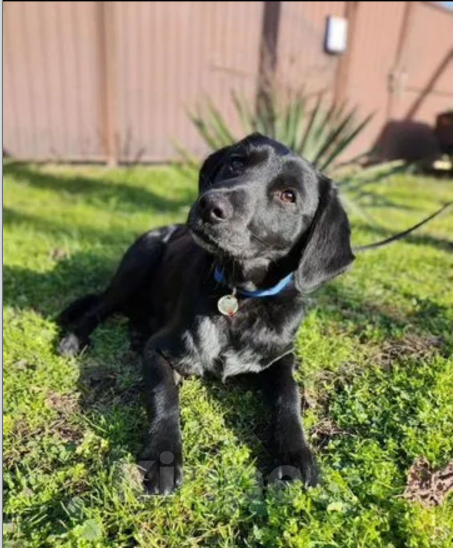 Собаки в Ростове-на-Дону: РОККИ СРОЧНО ИЩЕТ ДОМ Мальчик, Бесплатно - фото 3