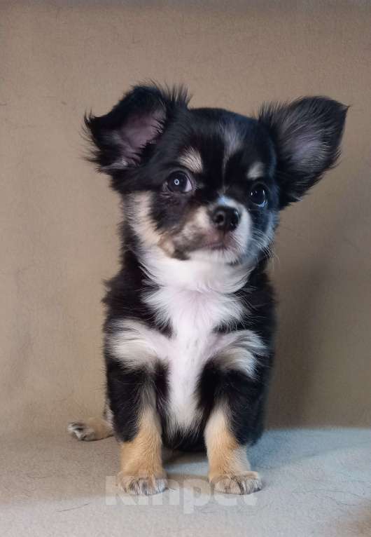 Собаки в Новосибирске: Черная жемчужина чих Девочка, Бесплатно - фото 8