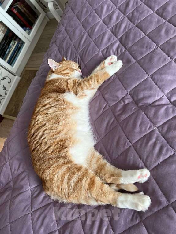 Кошки в Санкт-Петербурге: Кошка в добрые руки Девочка, Бесплатно - фото 4