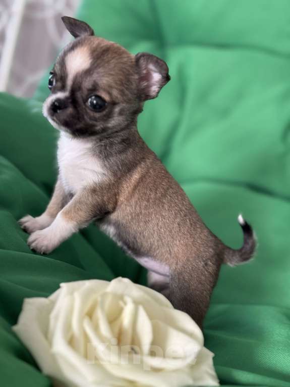 Собаки в Ярославле: Продаются щенки от родителей чемпионов с полным пакетом документов.  Девочка, 35 000 руб. - фото 7