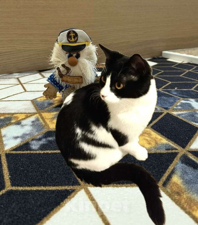 Кошки в Санкт-Петербурге: Кошечка Подросток Клёпа Девочка, Бесплатно - фото 7