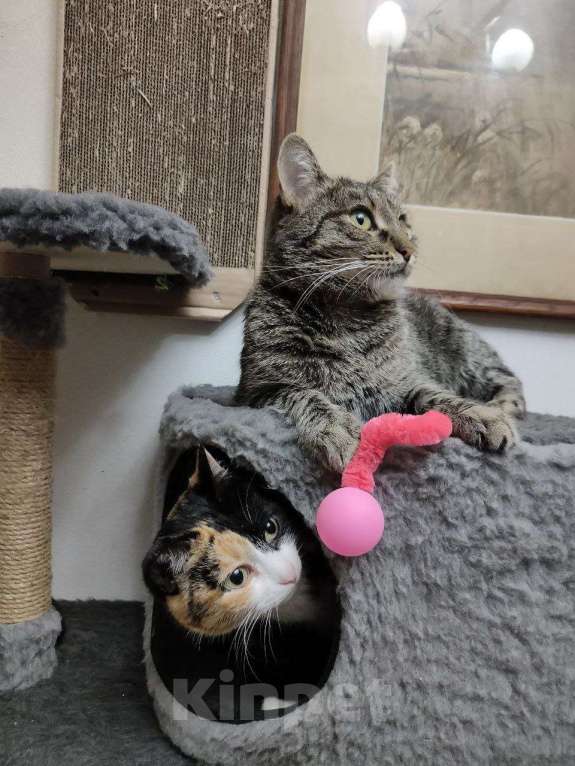 Кошки в Москве: Полосатая красотка Ленди Девочка, Бесплатно - фото 10