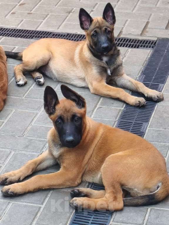 Собаки в Шахте: Продается щенок Малинуа Девочка, 30 000 руб. - фото 3