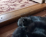 Кошки в Кирове: Отдам котят в хорошие руки Мальчик, Бесплатно - фото 3