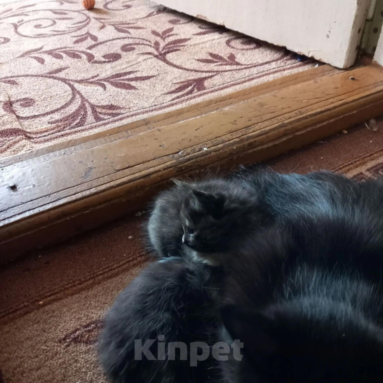 Кошки в Кирове: Отдам котят в хорошие руки Мальчик, Бесплатно - фото 3