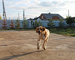 Собаки в Уфе: Легавые щенки от рабочих родителей Девочка, Бесплатно - фото 4