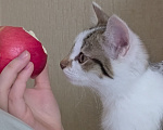 Кошки в других городах Иркутской области: Милый одинокий котёнок Девочка, Бесплатно - фото 3