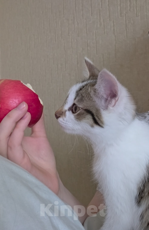 Кошки в других городах Иркутской области: Милый одинокий котёнок Девочка, Бесплатно - фото 3