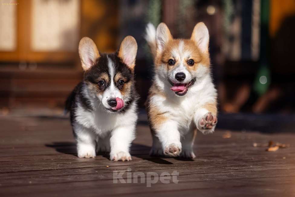 Собаки в Рыбинске: Продаю щенка вельш корги пемброк Мальчик, Бесплатно - фото 9