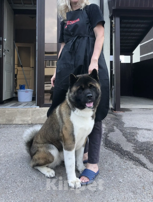 Собаки в Стерлитамаке: щенки Американской Акиты Мальчик, 50 000 руб. - фото 10