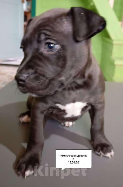 Собаки в других городах Московской области: Американский питбультерьер щенок девочка. Темно- серая Девочка, Бесплатно - фото 2