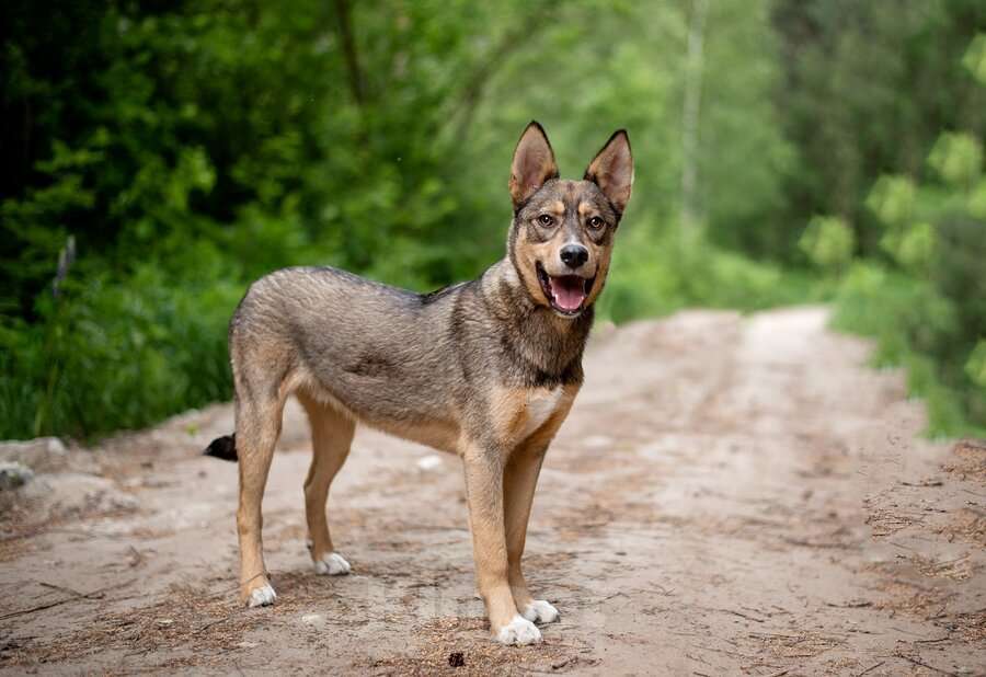 Собаки в Москве: Флеш - собака, заряженная солнцем Мальчик, Бесплатно - фото 2