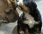 Собаки в Магнитогорске: Щенки Бернского Зенненхунда  Мальчик, 60 000 руб. - фото 3