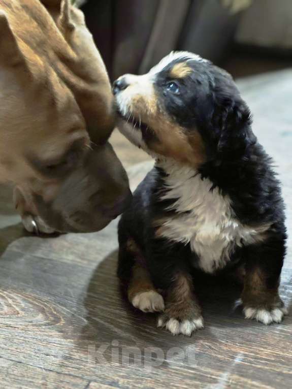 Собаки в Магнитогорске: Щенки Бернского Зенненхунда  Мальчик, 60 000 руб. - фото 3