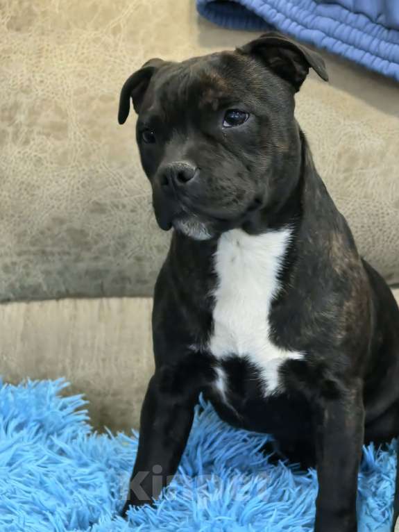 Собаки в Краснодаре: Предлагаю щенков стаффордширского бультерьера Девочка, Бесплатно - фото 4
