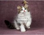 Кошки в Москве: Улана - Сибирский котёнок из профессионального питомника Девочка, Бесплатно - фото 2