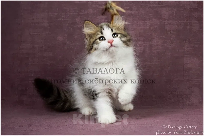Кошки в Москве: Улана - Сибирский котёнок из профессионального питомника Девочка, Бесплатно - фото 2