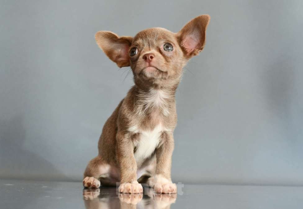 Собаки в Раменском: Эльфик Мальчик, 45 000 руб. - фото 2