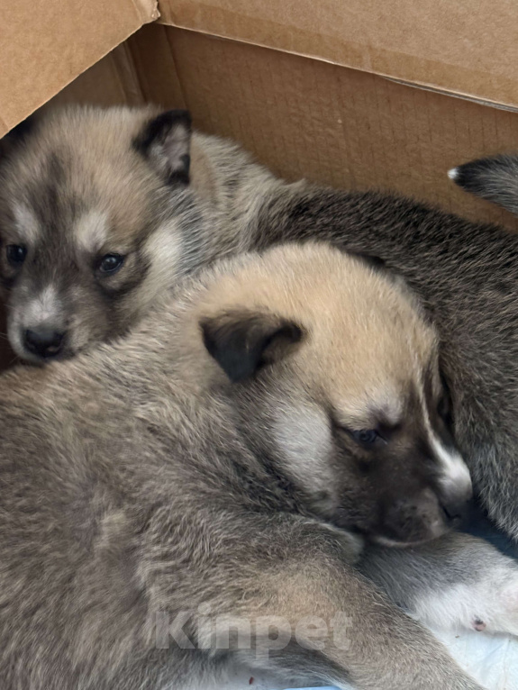 Собаки в других городах Свердловской области: Стрелка Девочка, Бесплатно - фото 5