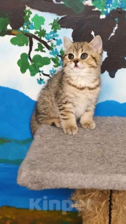 Кошки в Санкт-Петербурге: КОМОЧЕК Счастья  Девочка, 22 500 руб. - фото 3