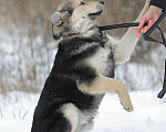 Собаки в Москве: Виччи. Классный плюшка из приюта Мальчик, 1 руб. - фото 2