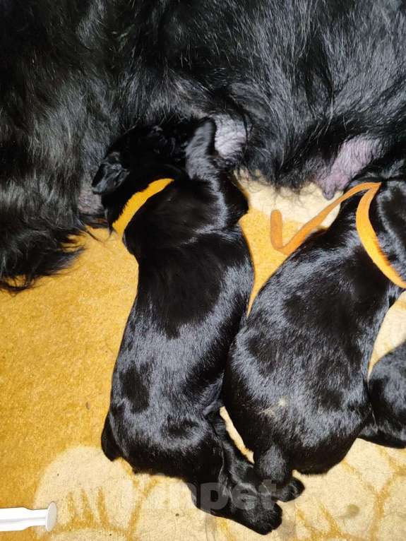 Собаки в других городах Башкортостана: Щенки ризеншнауцера Мальчик, 70 000 руб. - фото 5