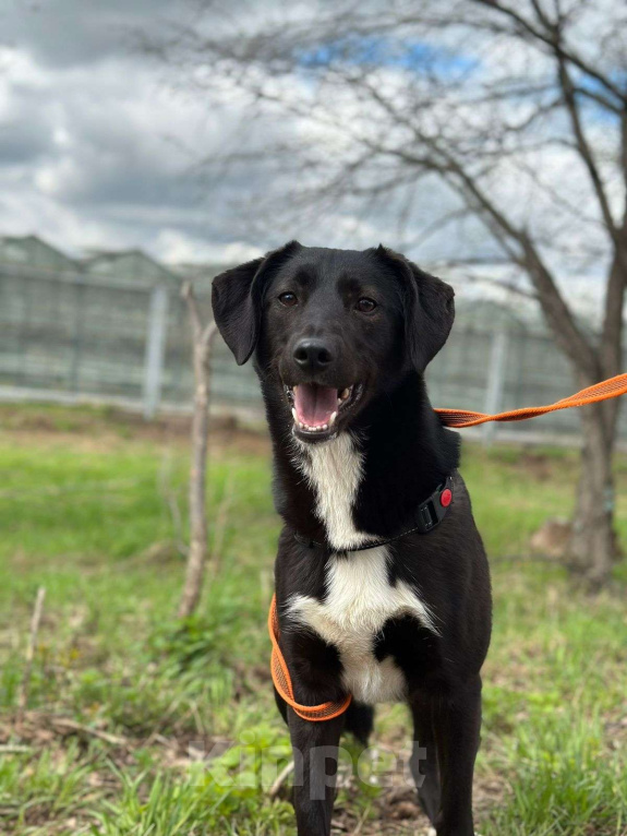 Собаки в Москве: Дэя Девочка, Бесплатно - фото 1