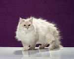 Кошки в Новосибирске: Невская маскарадная кошка Девочка, 35 000 руб. - фото 1